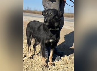 Claudia eignete sich nicht als Wachhund und landete im Shelter