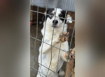 Laika will einfach nur geliebt werden