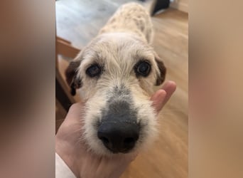 Grace - in Berlin auf Pflegestelle