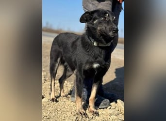 Claudia eignete sich nicht als Wachhund und landete im Shelter
