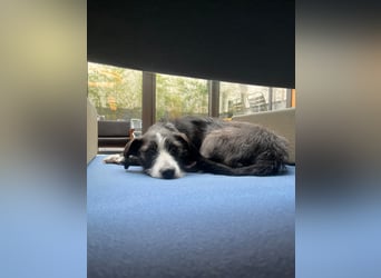 FYNN braucht ein neues, liebevolles Zuhause