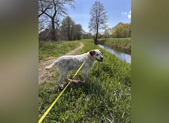 Grace - in Berlin auf Pflegestelle