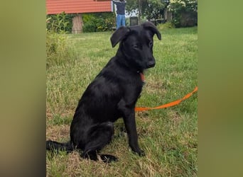verspielter, fröhlicher Junghund JURI sucht seine Menschen