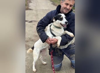 Laika will einfach nur geliebt werden