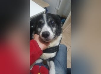 Braver Senior Florica - hat sein Zuhause verloren