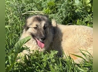Tierschutz: Edle Prinzessin Zarah