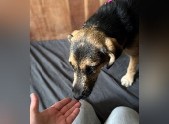 YUNA - zuckersüßes Hundemädchen sucht ihre Menschen