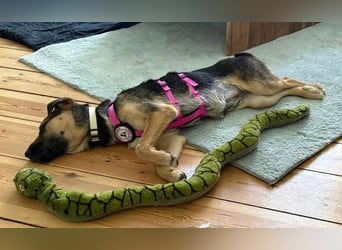 YUNA - zuckersüßes Hundemädchen sucht ihre Menschen