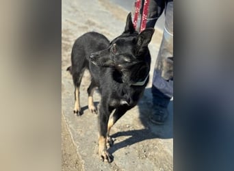 Claudia eignete sich nicht als Wachhund und landete im Shelter