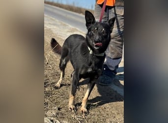 Claudia eignete sich nicht als Wachhund und landete im Shelter