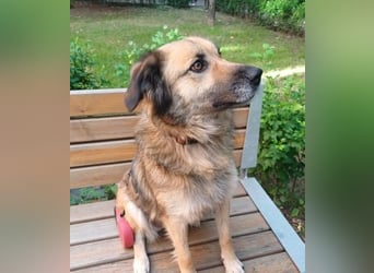 Maya aus Rumänien - wer rettet sie jetzt vor dem Shelter?