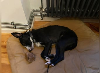 FYNN braucht ein neues, liebevolles Zuhause