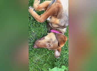 Lupo sucht ein Zuhause