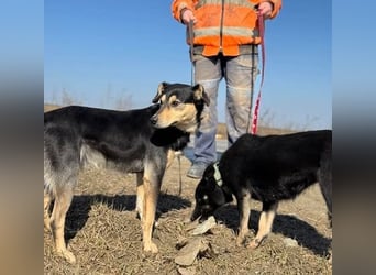 Claudia eignete sich nicht als Wachhund und landete im Shelter