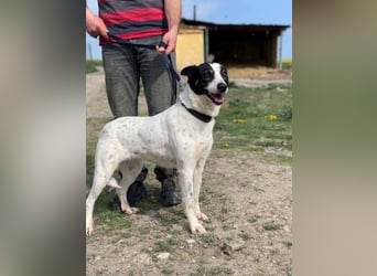 Anhängliche Delia sucht Zuhause