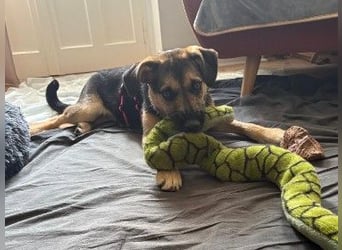 YUNA - zuckersüßes Hundemädchen sucht ihre Menschen