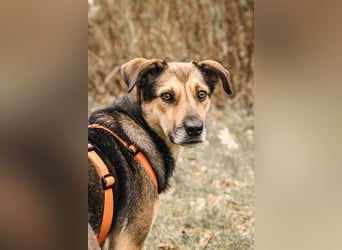 Liebe, kluge Inoa sucht ihre Familie