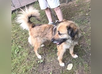 Maya aus Rumänien - wer rettet sie jetzt vor dem Shelter?