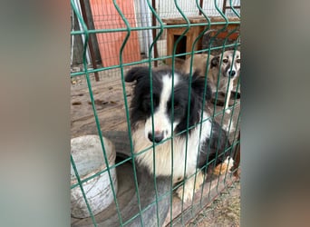 Verschmuster Benny sucht seine Familie