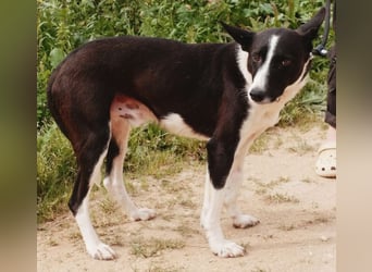 Gigi, ein lustiger Clown