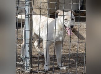 Milo - liebevolles und freundliches Energiebündel!
