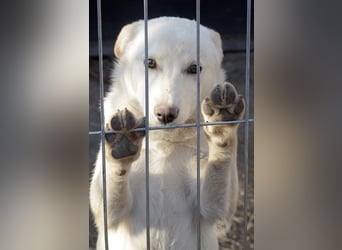 Milo - liebevolles und freundliches Energiebündel!