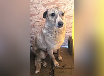 Layla - lieb, zart und noch schüchtern