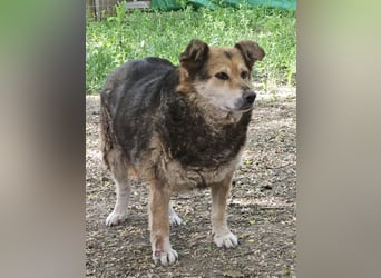 Hanna - braucht dringend ein ruhiges Zuhause!
