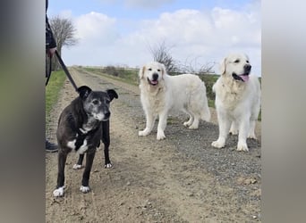 Blacky - freundlich, sehr menschenbezogen und verträglich