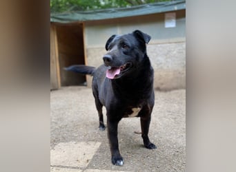 Percy - sanftmütig und verträglich, ein wenig schüchtern