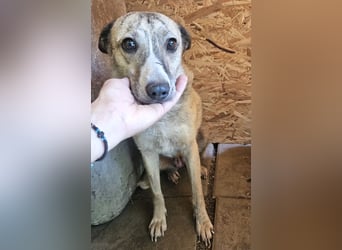 Layla - lieb, zart und noch schüchtern
