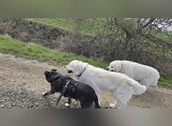 Blacky - freundlich, sehr menschenbezogen und verträglich