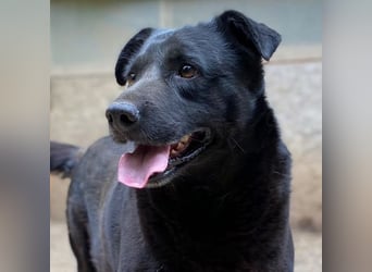 Percy - sanftmütig und verträglich, ein wenig schüchtern