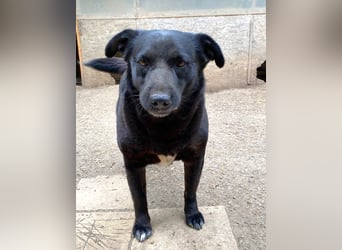 Percy - sanftmütig und verträglich, ein wenig schüchtern