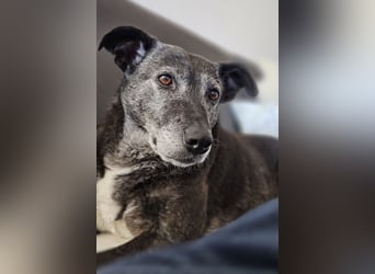 Blacky - freundlich, sehr menschenbezogen und verträglich