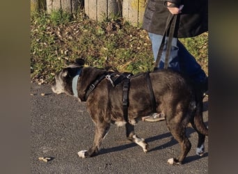 Blacky - freundlich, sehr menschenbezogen und verträglich