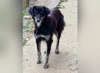 Tobi - freundlich und verspielt