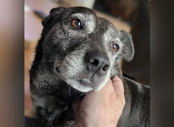 Blacky - freundlich, sehr menschenbezogen und verträglich