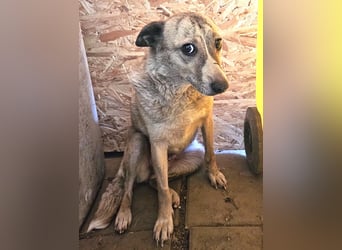 Layla - lieb, zart und noch schüchtern
