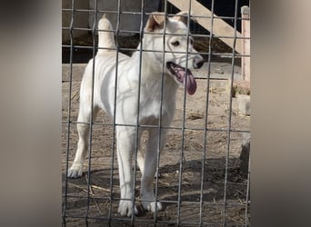 Milo - liebevolles und freundliches Energiebündel!