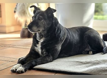 Blacky - freundlich, sehr menschenbezogen und verträglich