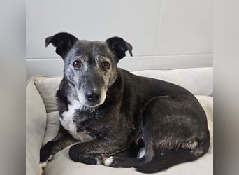 Blacky - freundlich, sehr menschenbezogen und verträglich