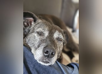 Blacky - freundlich, sehr menschenbezogen und verträglich