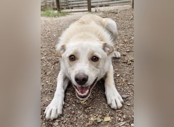 Milo - liebevolles und freundliches Energiebündel!