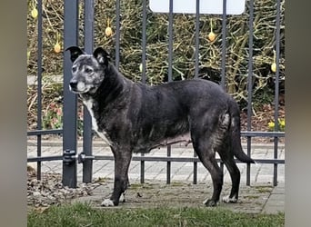 Blacky - freundlich, sehr menschenbezogen und verträglich
