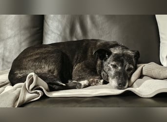 Blacky - freundlich, sehr menschenbezogen und verträglich