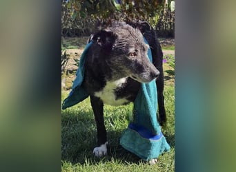 Blacky - freundlich, sehr menschenbezogen und verträglich