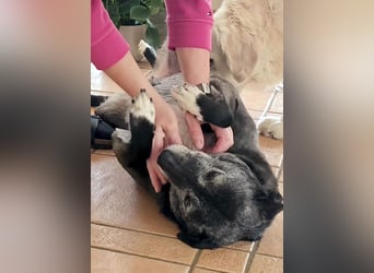 Blacky - freundlich, sehr menschenbezogen und verträglich