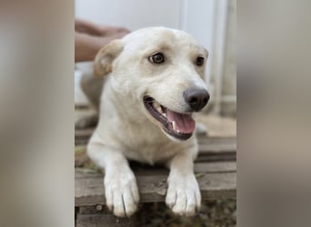 Milo - liebevolles und freundliches Energiebündel!