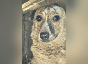 Layla - lieb, zart und noch schüchtern